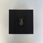 Caja Ortiga  Drilo negro con Herraje de Escarabajo